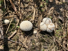 Lycoperdon curtisii