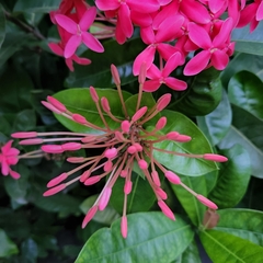 Rubiaceae