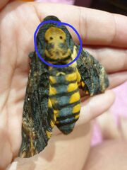 Acherontia atropos