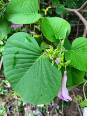 Ipomoea pedicellaris