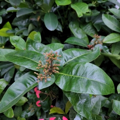 Rubiaceae