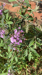 Buddleja davidii