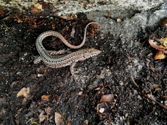 Podarcis guadarramae guadarramae