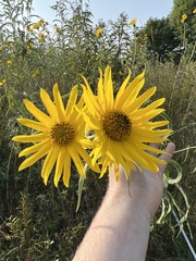 Helianthus maximiliani