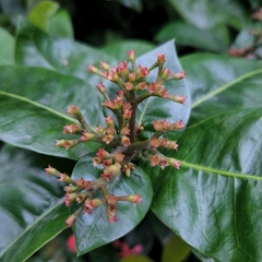 Rubiaceae