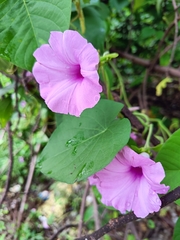 Ipomoea pedicellaris