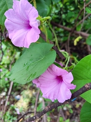 Ipomoea pedicellaris