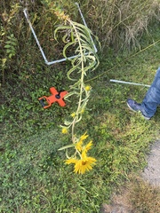 Helianthus maximiliani