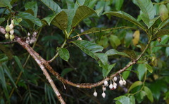 Saurauia