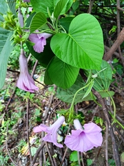 Ipomoea pedicellaris