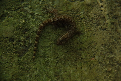 Lepidodactylus lugubris