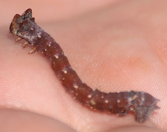 Biston betularia