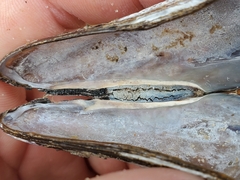 Mytilidae