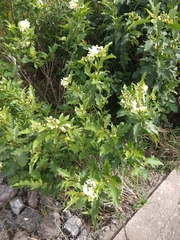 Solanum bonariense