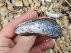 Mytilidae