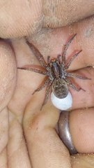 Lycosidae