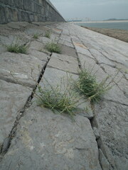 Vincetoxicum sibiricum