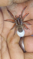 Lycosidae