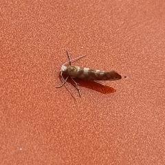 Argyresthia goedartella