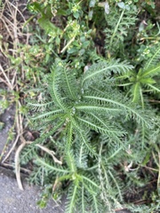 Achillea setacea