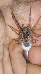 Lycosidae