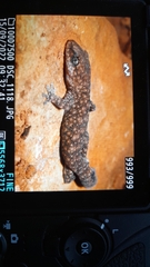 Diplodactylus lateroides