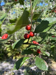 Ilex
