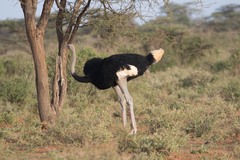 Struthio molybdophanes