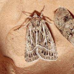 Thalpophila vitalba
