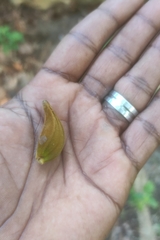 Spathodea campanulata