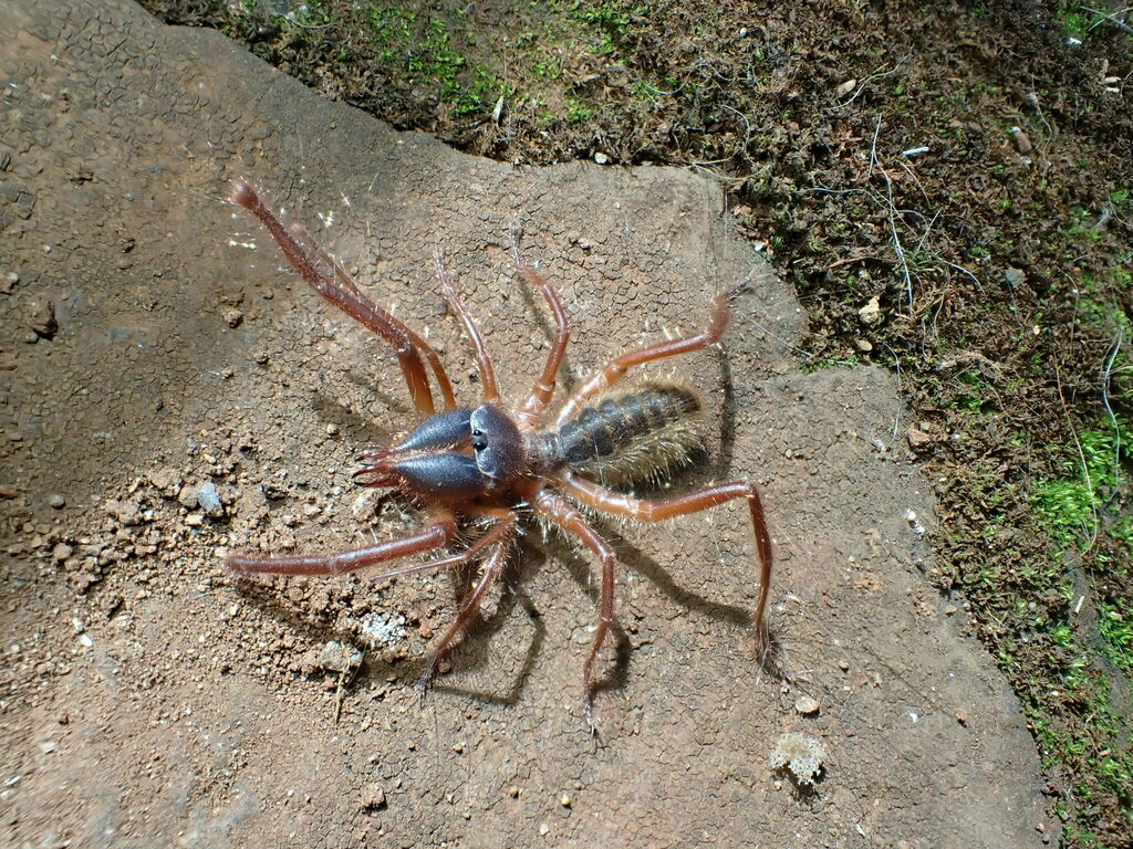 lunarspider