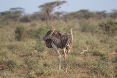 Struthio molybdophanes