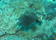 Sufflamen chrysopterum