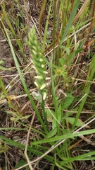 Spiranthes incurva