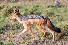 Lupulella mesomelas schmidti