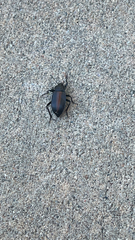 Eleodes suturalis