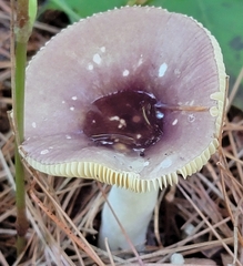 Russula atropurpurea