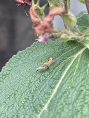 Reduviidae