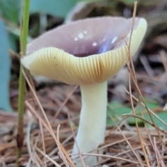 Russula atropurpurea