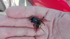 Megascolia maculata flavifrons