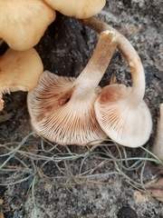 Desarmillaria caespitosa image
