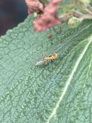 Reduviidae