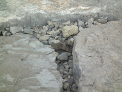 Macroglossum stellatarum