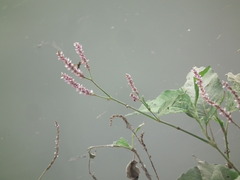 Persicaria orientalis