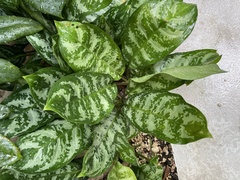 Aglaonema