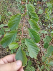 Alnus × pubescens