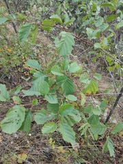 Alnus × pubescens