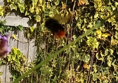 Bombus lapidarius