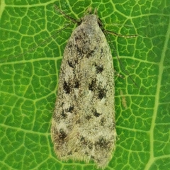 Anacampsis