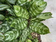 Aglaonema
